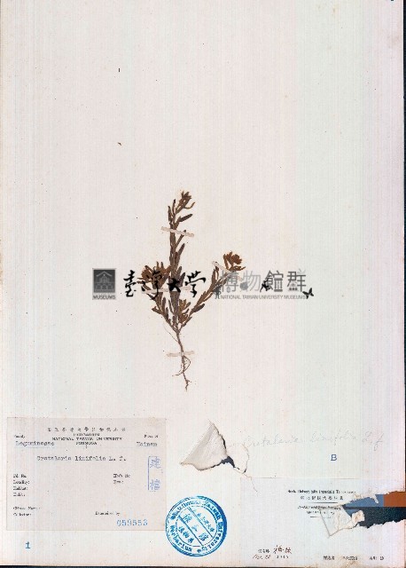 線葉野百合藏品圖，第1張