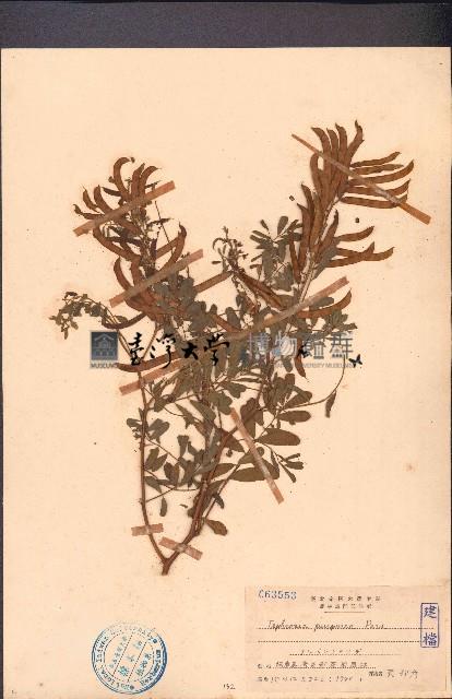 灰毛豆藏品圖，第1張