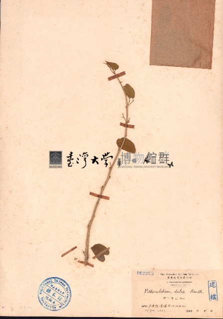 金龜樹藏品圖，第1張