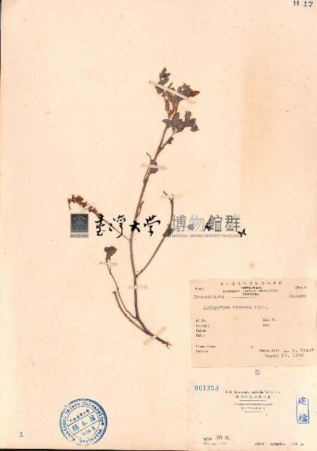 毛木藍藏品圖，第1張