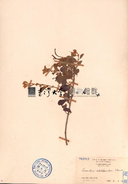 小葉梨果寄生、藍木桑寄生藏品圖，第1張