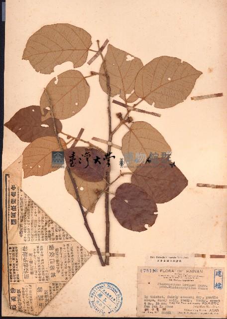 異葉翅子木藏品圖，第1張