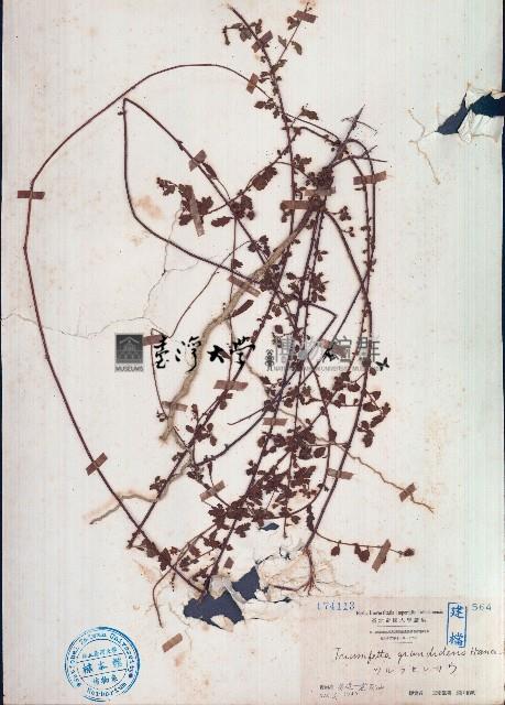 粗齒垂桉草藏品圖，第1張