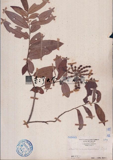 假鷹爪藏品圖，第1張