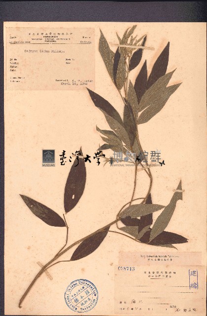 木豆藏品圖，第1張