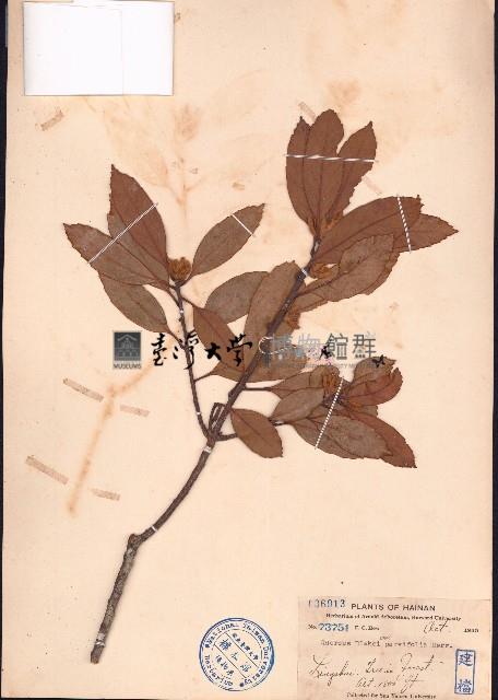 櫟子青岡、櫟子椆藏品圖，第1張