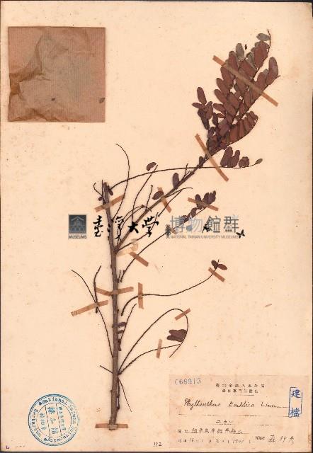 餘甘子藏品圖，第1張