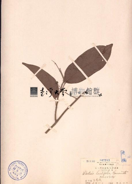 崖藤藏品圖，第1張