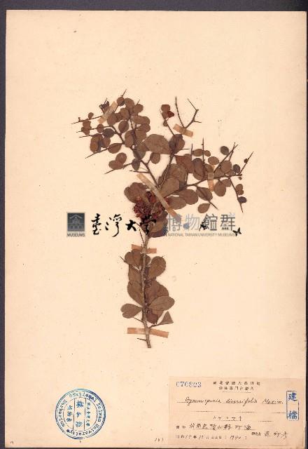 刺裸實、北仲藏品圖，第1張