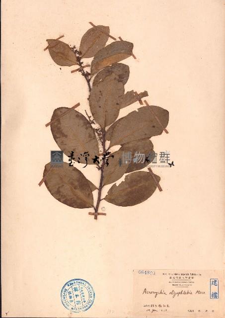 貢甲、白山柑藏品圖，第1張