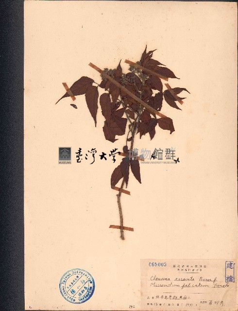 過山香藏品圖，第1張