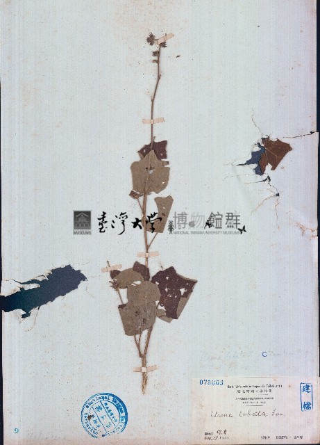 野棉花藏品圖，第1張
