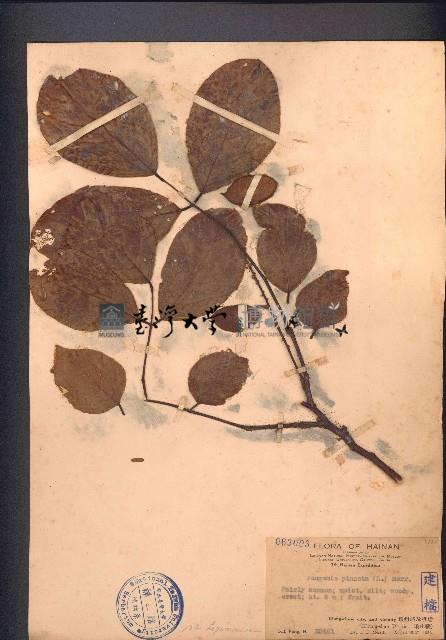 水黃皮藏品圖，第1張