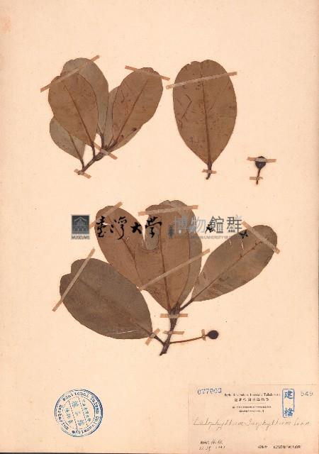 瓊崖海棠藏品圖，第1張