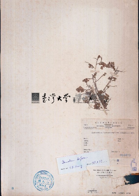 變葉山螞蝗藏品圖，第1張