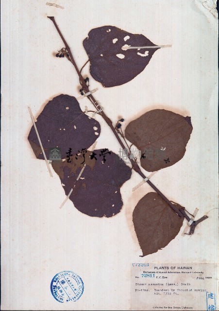毛葉白粉藤、苦郎藤藏品圖，第1張