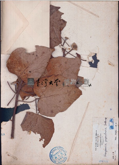 繖楊藏品圖，第1張