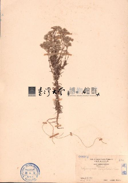 白鼓釘藏品圖，第1張