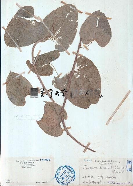 中華青牛膽、寬筋藤藏品圖，第1張