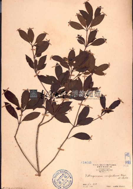 聚花海桐藏品圖，第1張