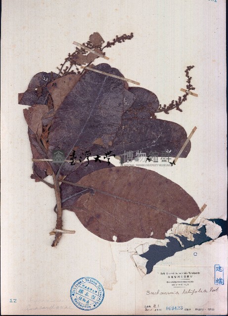 豆腐果藏品圖，第1張