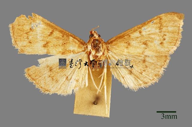 螟蛾藏品圖，第1張