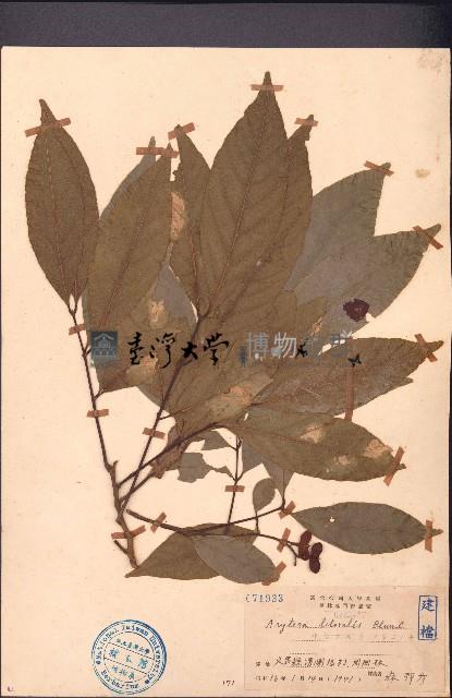 濱木患藏品圖，第1張