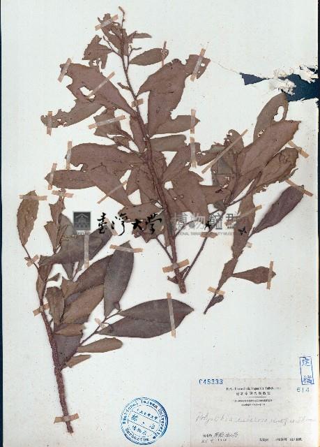 暗羅、雞爪樹藏品圖，第1張