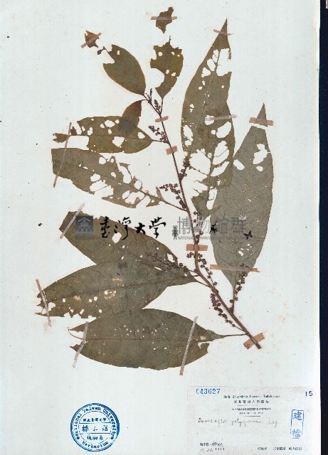 多籽漿果莧藏品圖，第1張