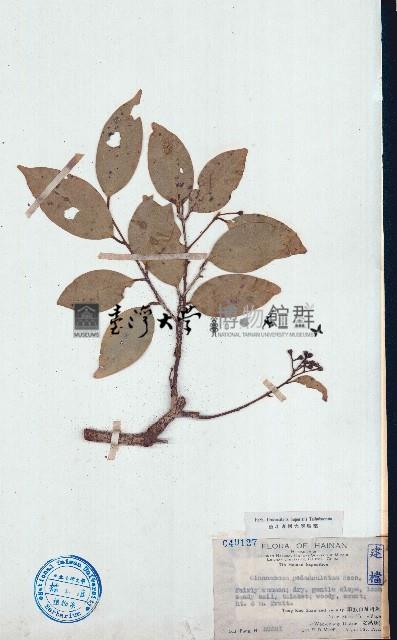 天竺桂、土肉桂藏品圖，第1張