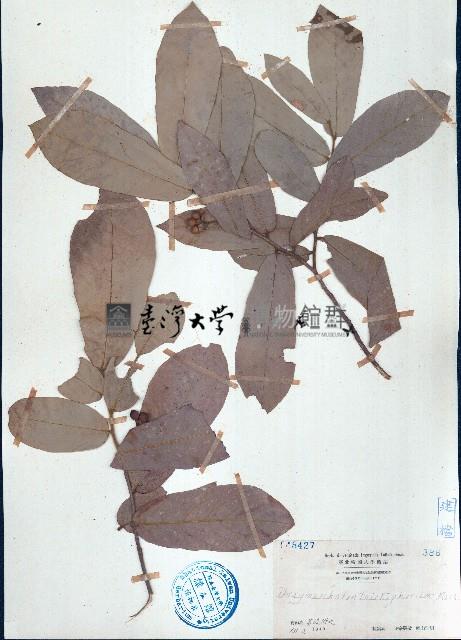 皂帽花藏品圖，第1張