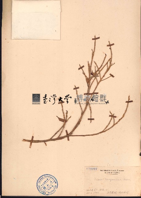 垂葉榕、小葉榕藏品圖，第1張