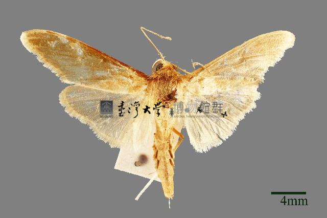 螟蛾藏品圖，第1張