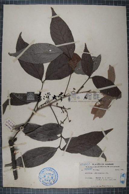 濱木患藏品圖，第1張