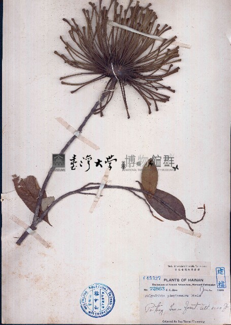 斜脈異顎花、斜脈暗羅藏品圖，第1張