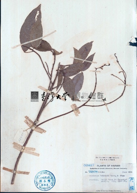 刺果血桐藏品圖，第1張