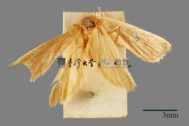 雕翅蛾藏品圖，第1張