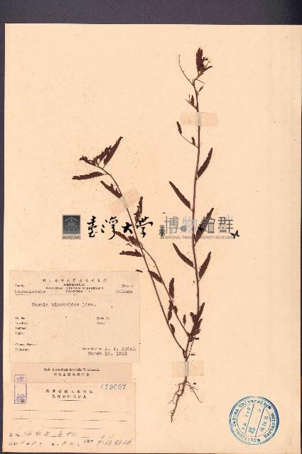 假含羞草藏品圖，第1張