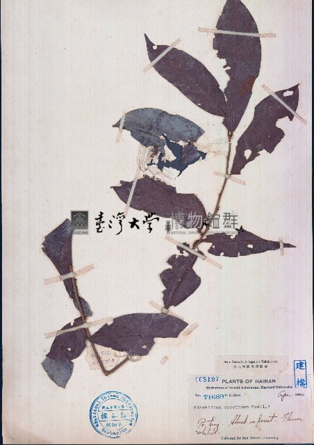 紅算盤子藏品圖，第1張