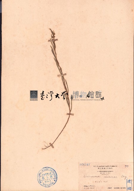 豬仔笠藏品圖，第1張