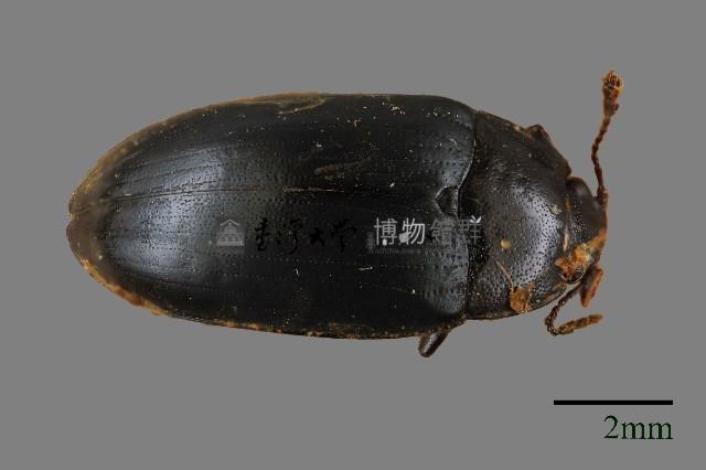 大蕈蟲藏品圖，第1張