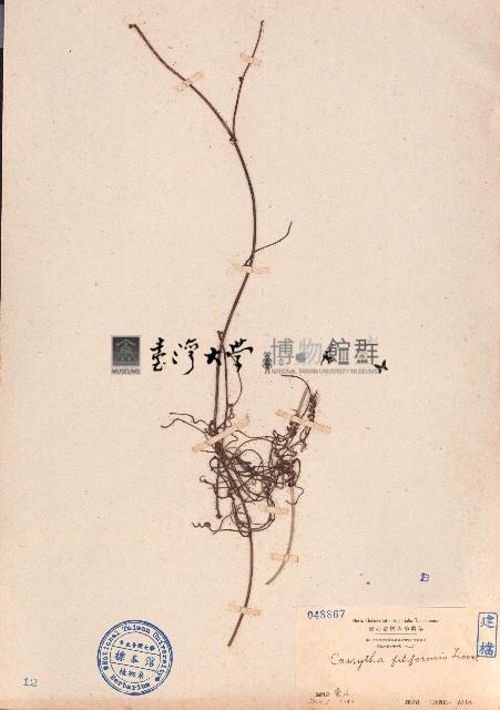 無根藤、無根草藏品圖，第1張