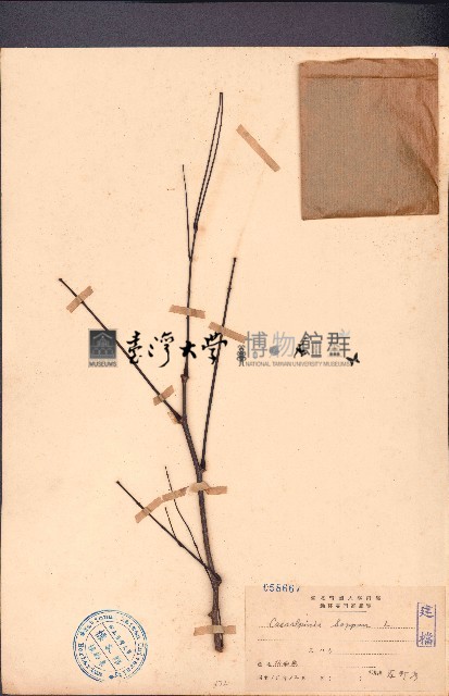 蘇木藏品圖，第1張
