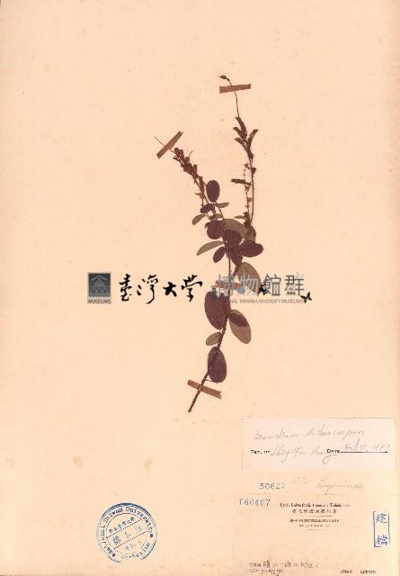 假地豆藏品圖，第1張