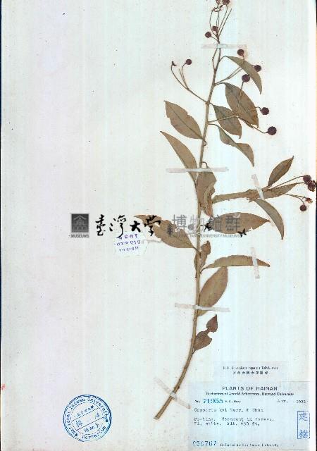 屈頭雞藏品圖，第1張