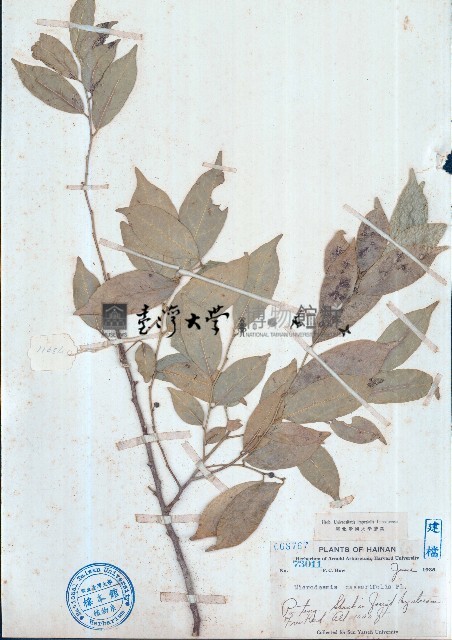小盤木藏品圖，第1張