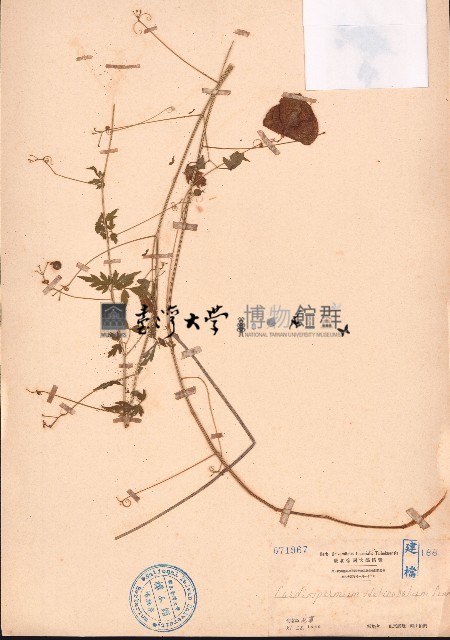 倒地鈴藏品圖，第1張