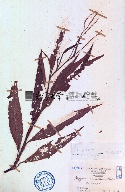 蠶繭草、蠶繭蓼藏品圖，第1張
