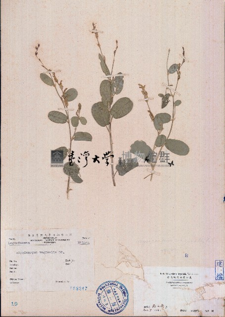 鏈莢豆藏品圖，第1張