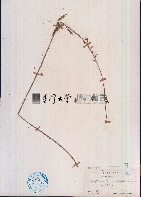 響鈴豆藏品圖，第1張